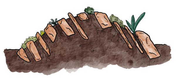 Cross-section view of a crevice garden
