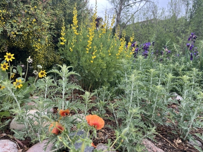 SECWCD Demonstration Water Wise Garden