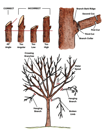 Tree Pruning Guide