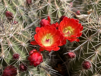 Echinocereus coccineus, Scarlet Hedgehog Cactus